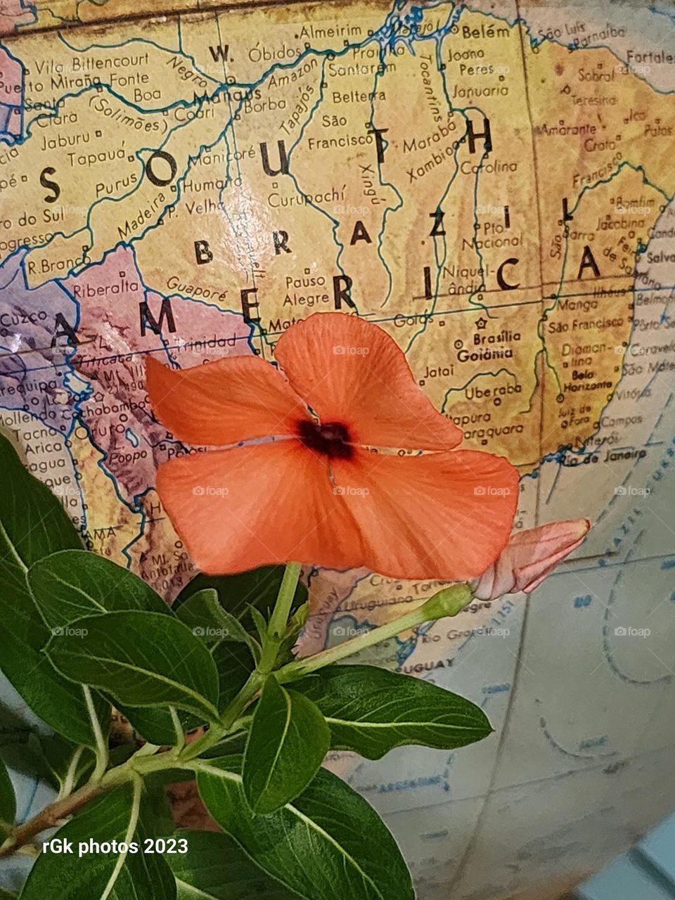 South America peach vinca