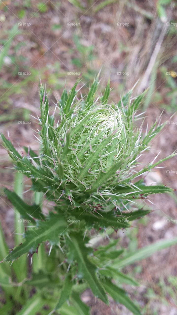Unopened  Thistle Flower. found a field of about to bloom thistles in Central Florida