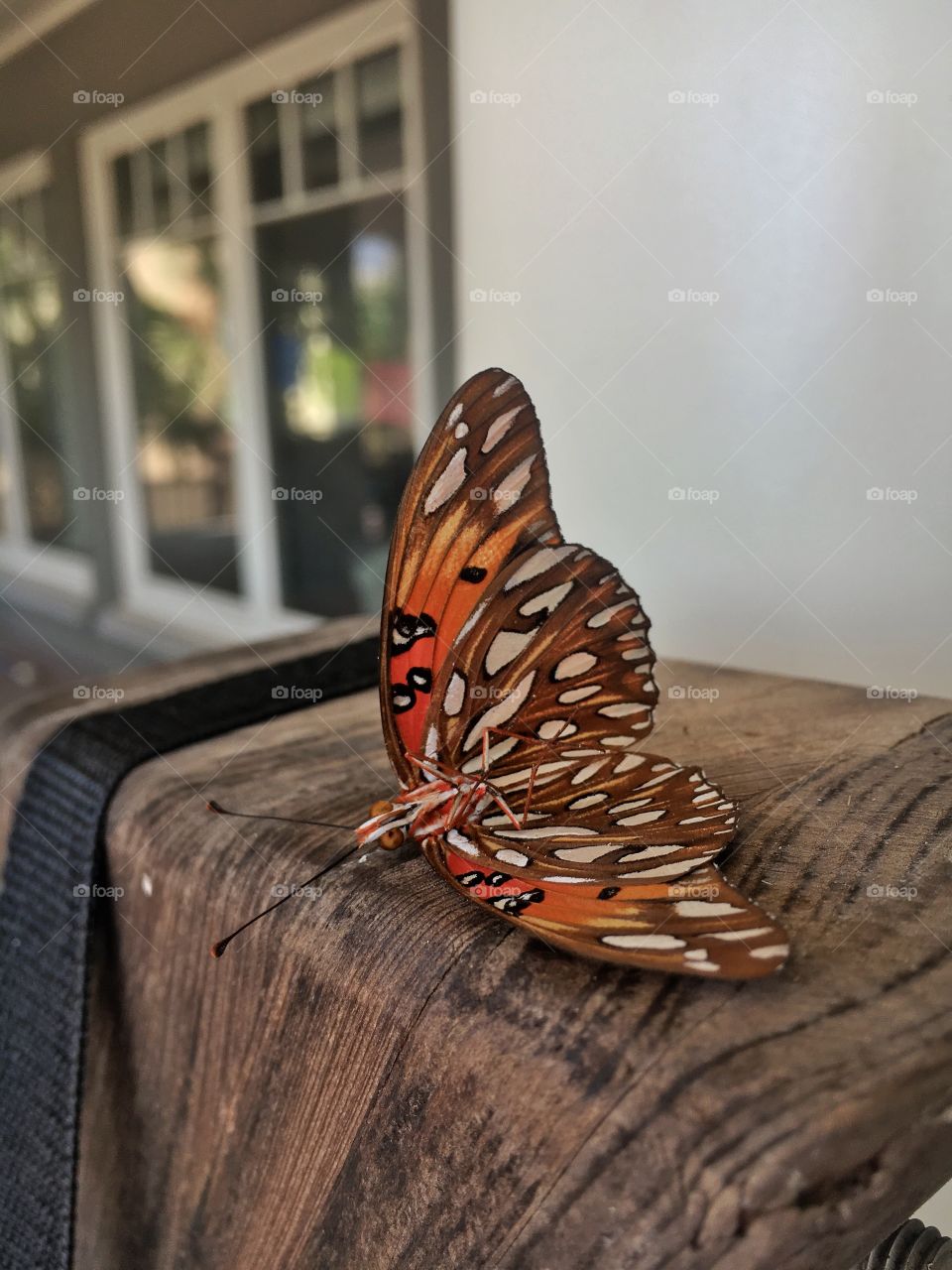 Still Butterfly