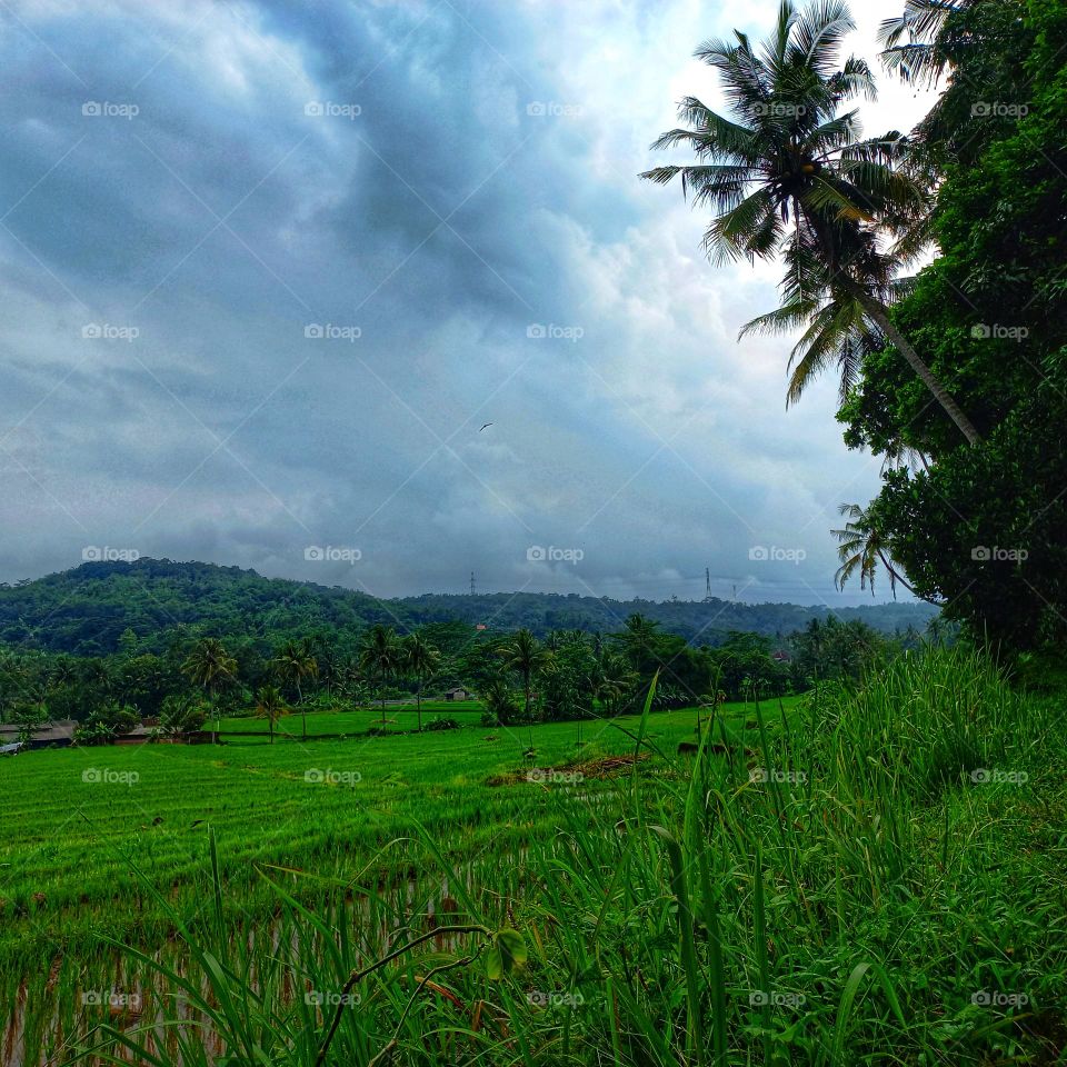 Views of rice fields and green hills