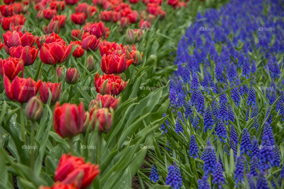 Tulips and water droplets 