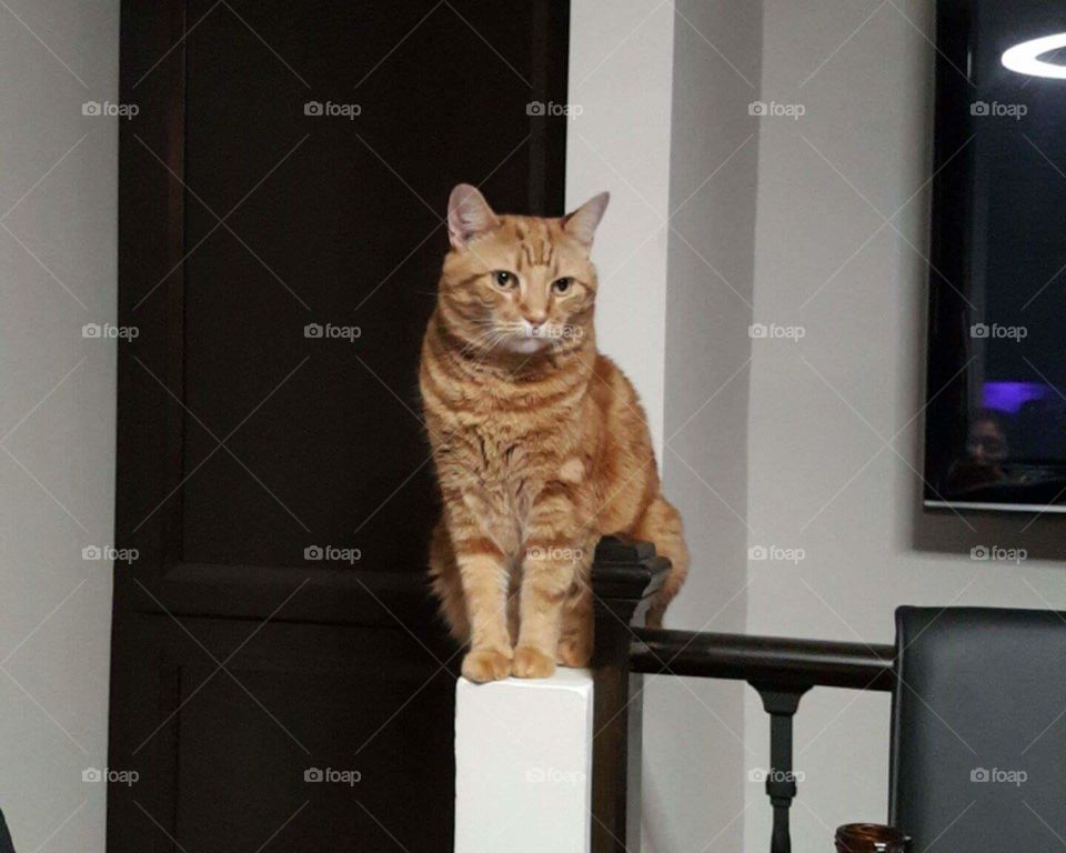 My cat posing