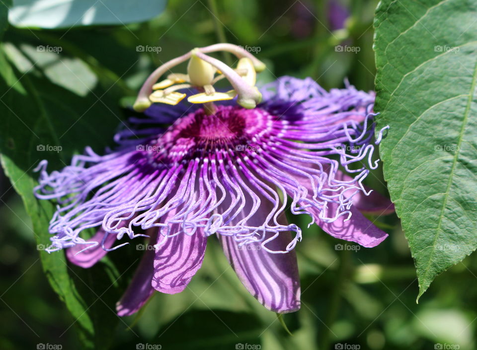 A beautiful yet interesting purple flower at the Norfolk, VA Botanical Gardens.