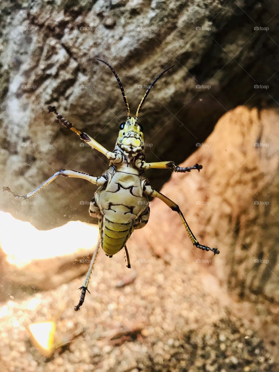 Close up of large grasshopper, just beautiful!! Looks as though it’s sitting right on the lens!