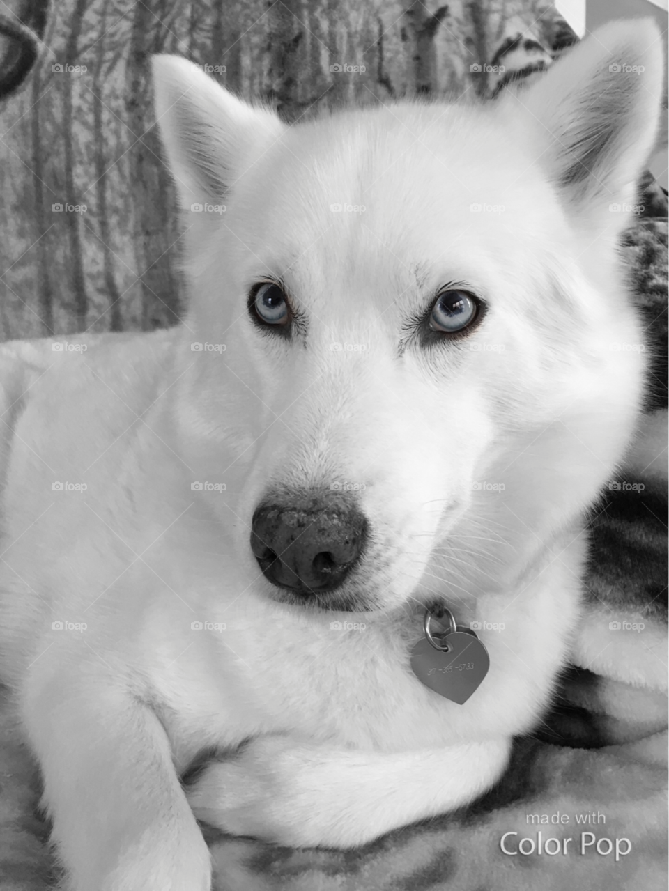 Taya, The Husky Dog.