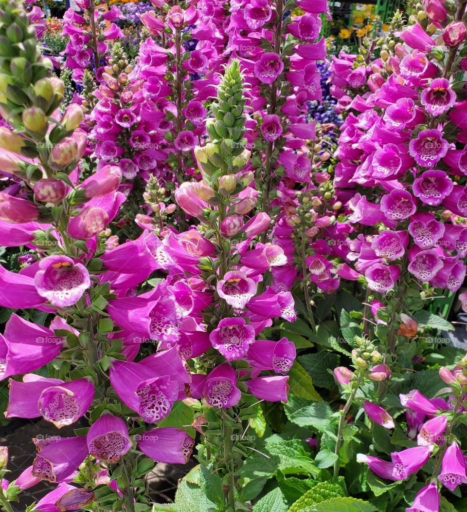 Pink Flowers in Bloom