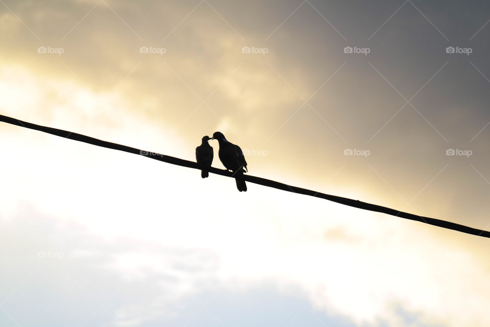 Silhouette pigeon kissing 