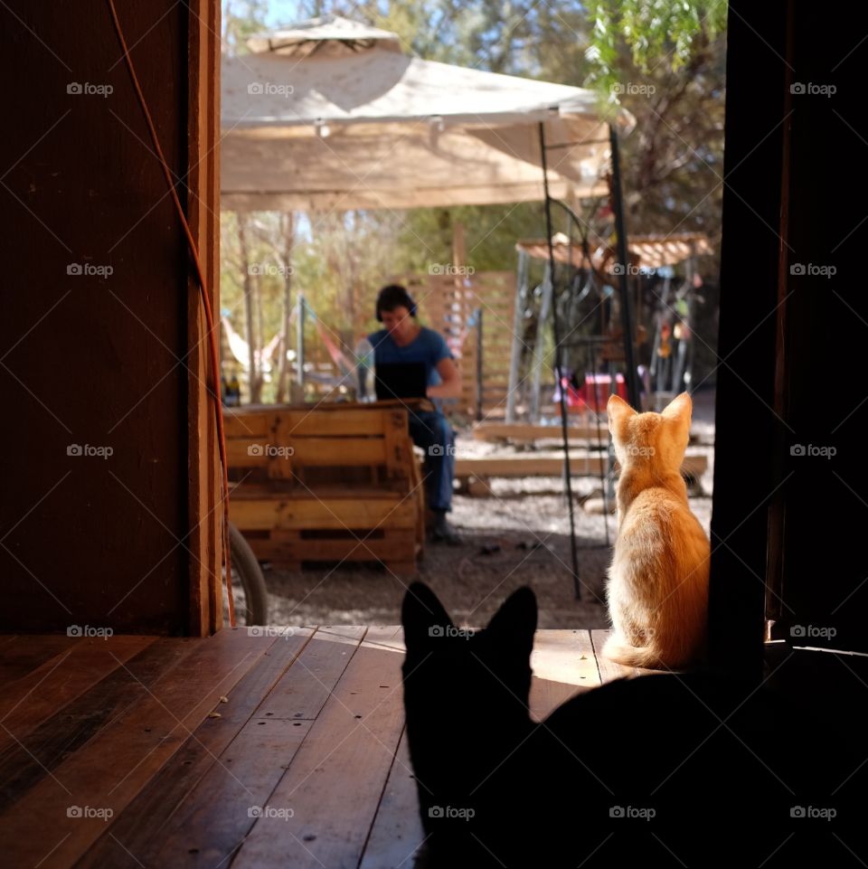 Socially distant cats