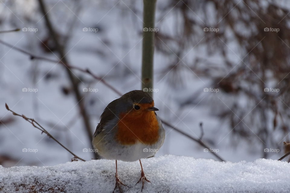 Vogel im Winter Wald