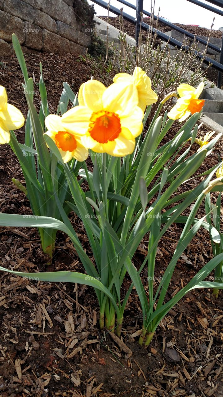 Beautiful giant blooming daffodils so brilliant colors