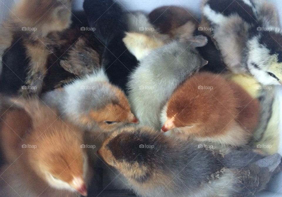 Baby chicks chickens huddled together 