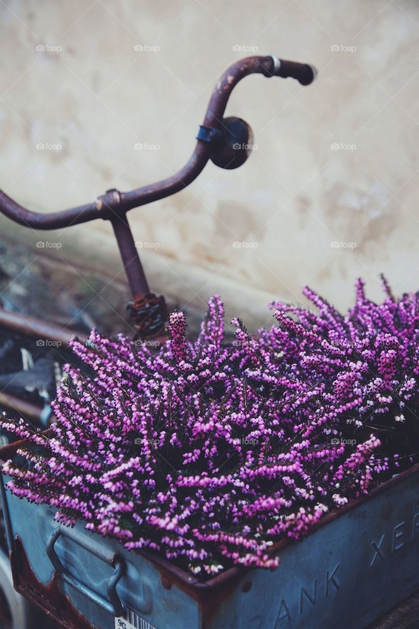 Flowers on bicycle