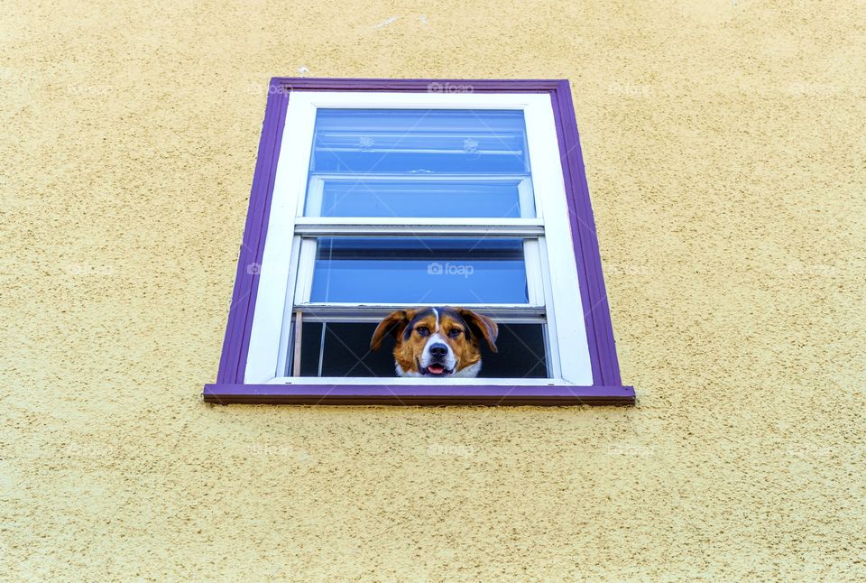 Dog peering out of a colourful window