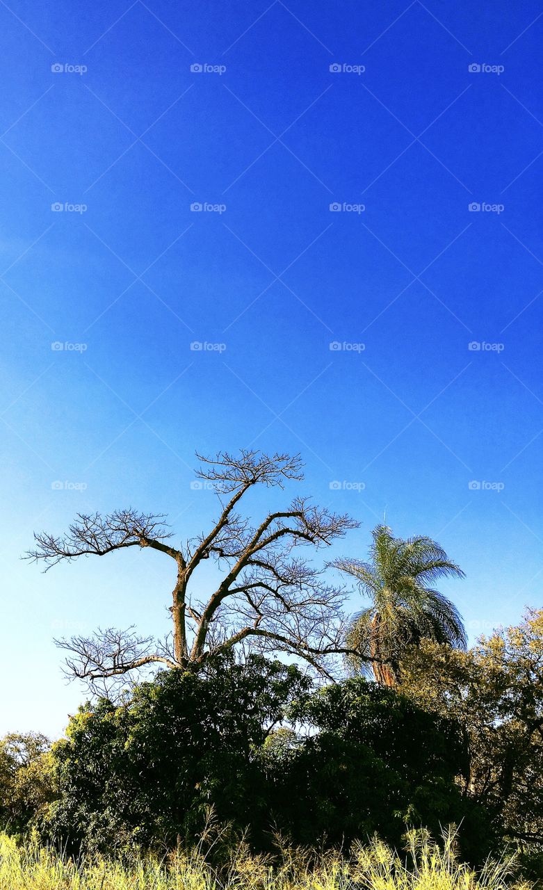 Pausa para admirar a natureza. Que tal aproveitar e contemplar esse infinito céu azul?

É um privilégio ter a Serra do Japi como vizinha…