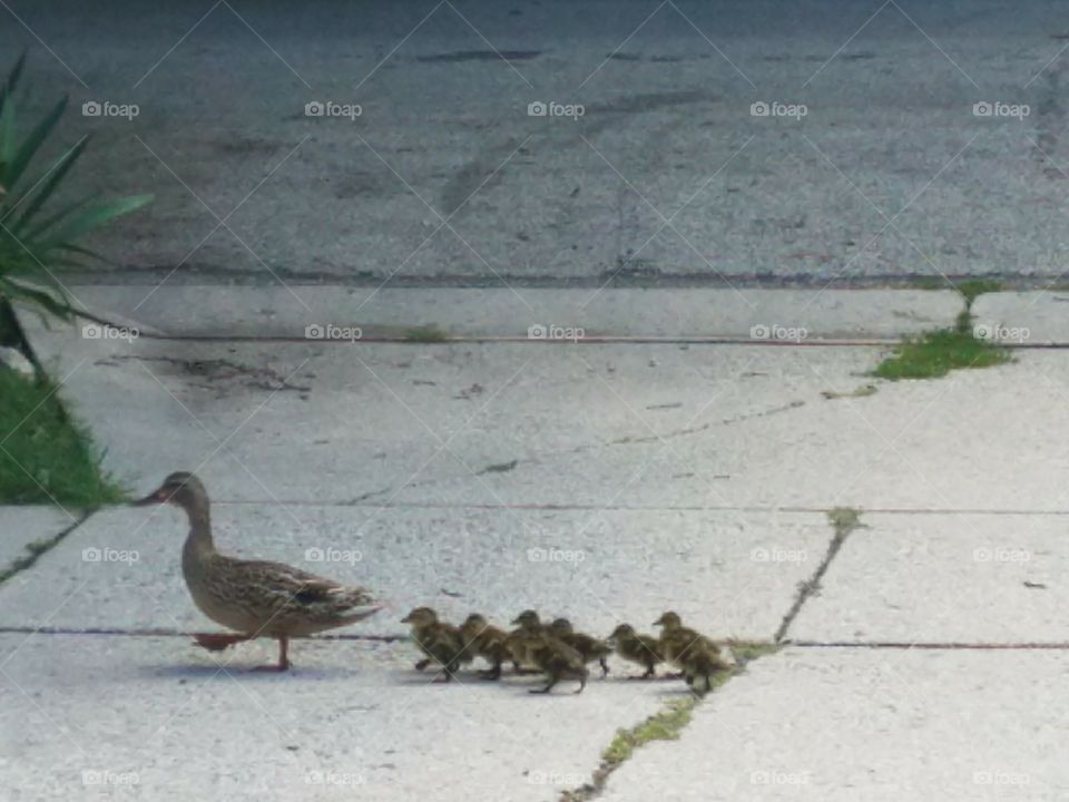 mom taking the kids around the block