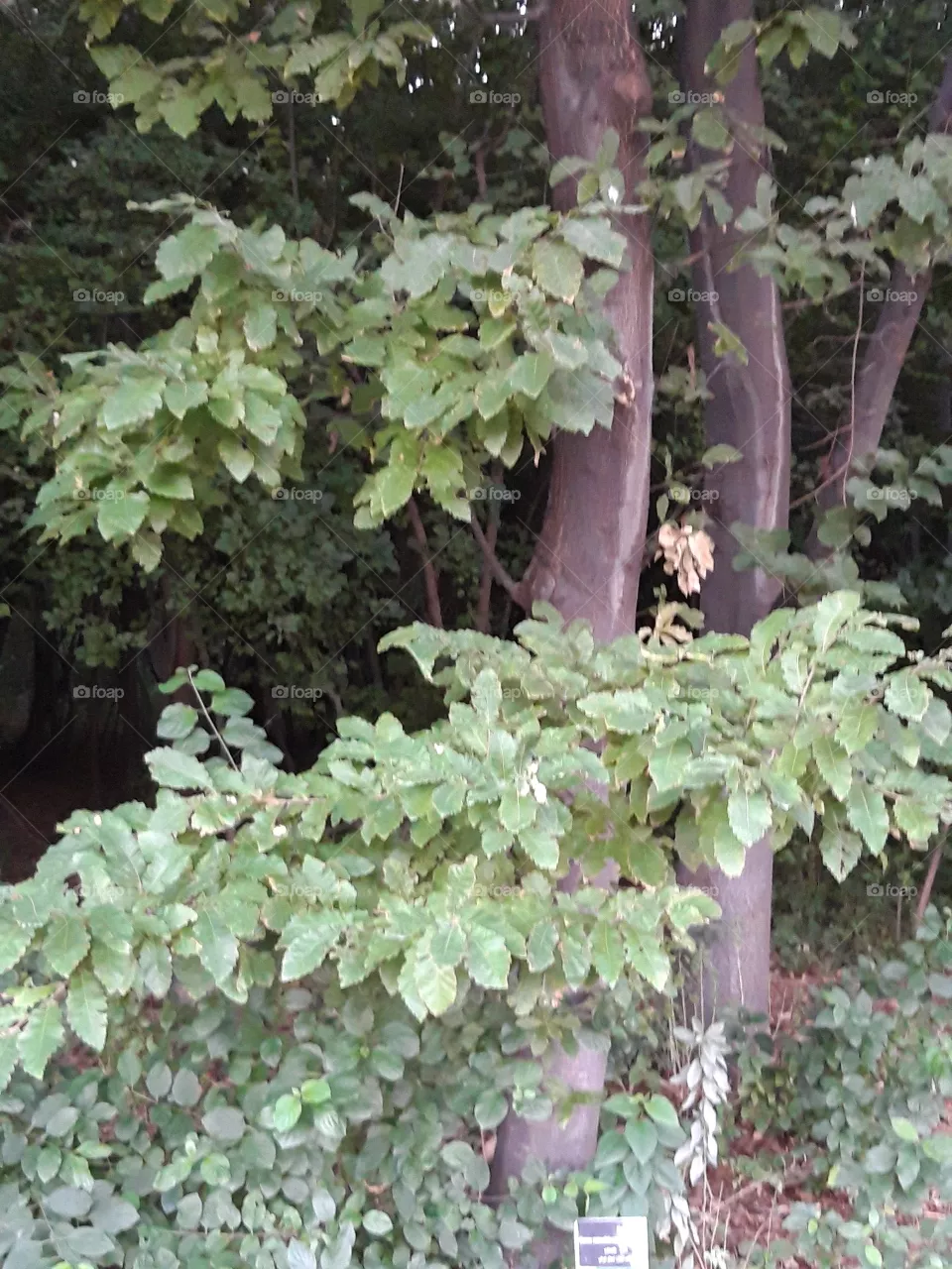tree