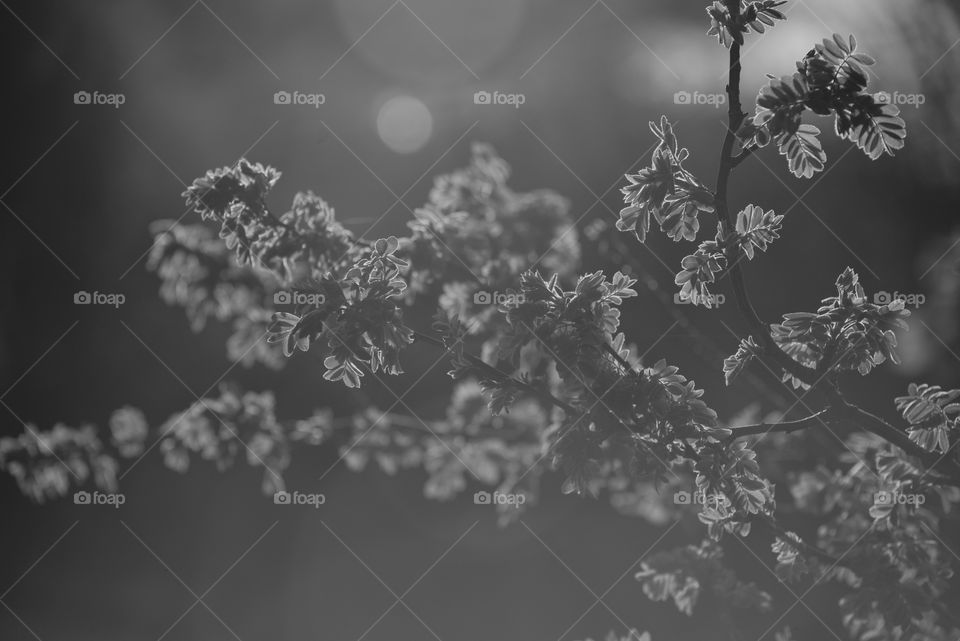 Tree branches against blurred background. Black and white image.