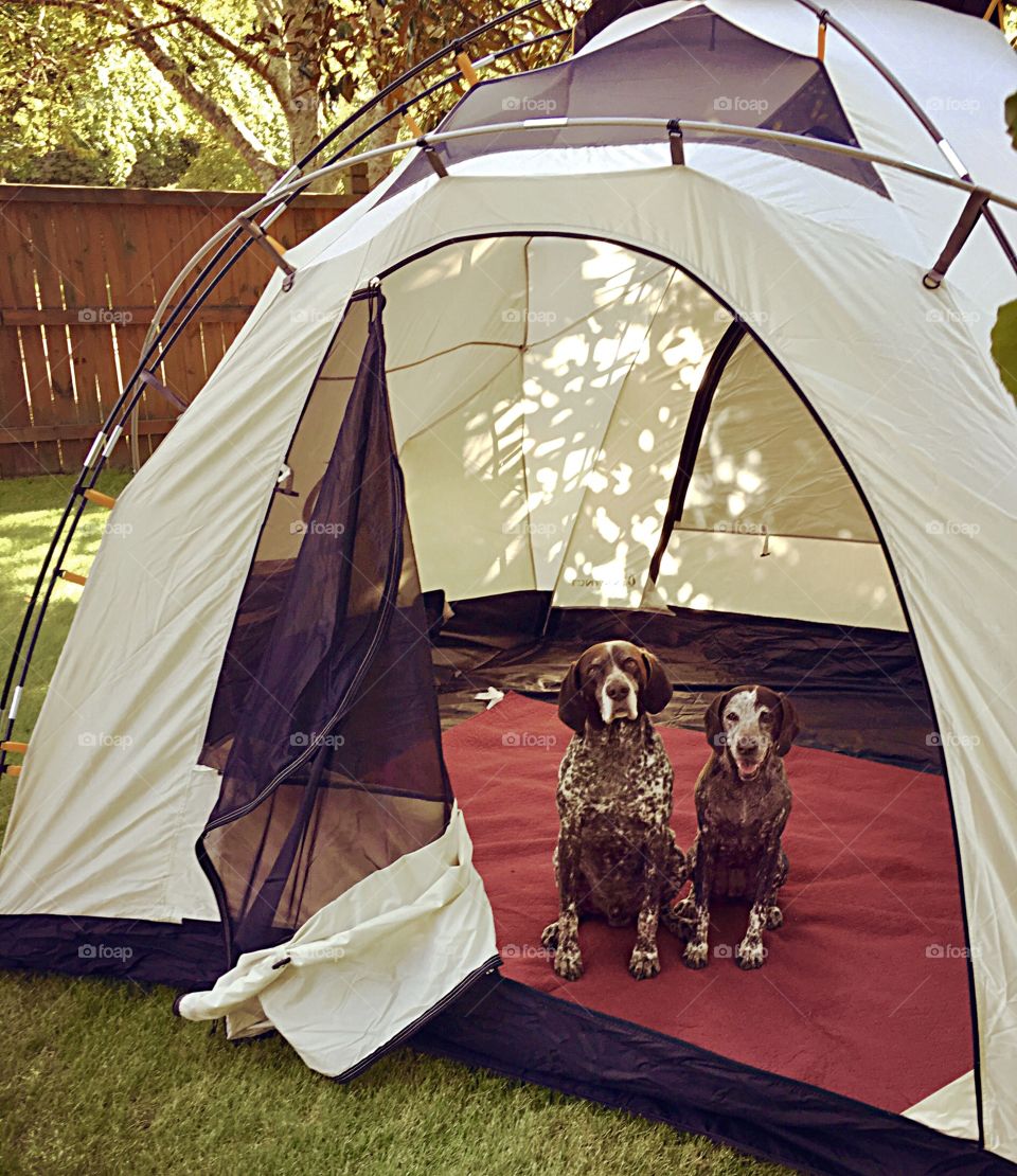  Backyard camping with dogs