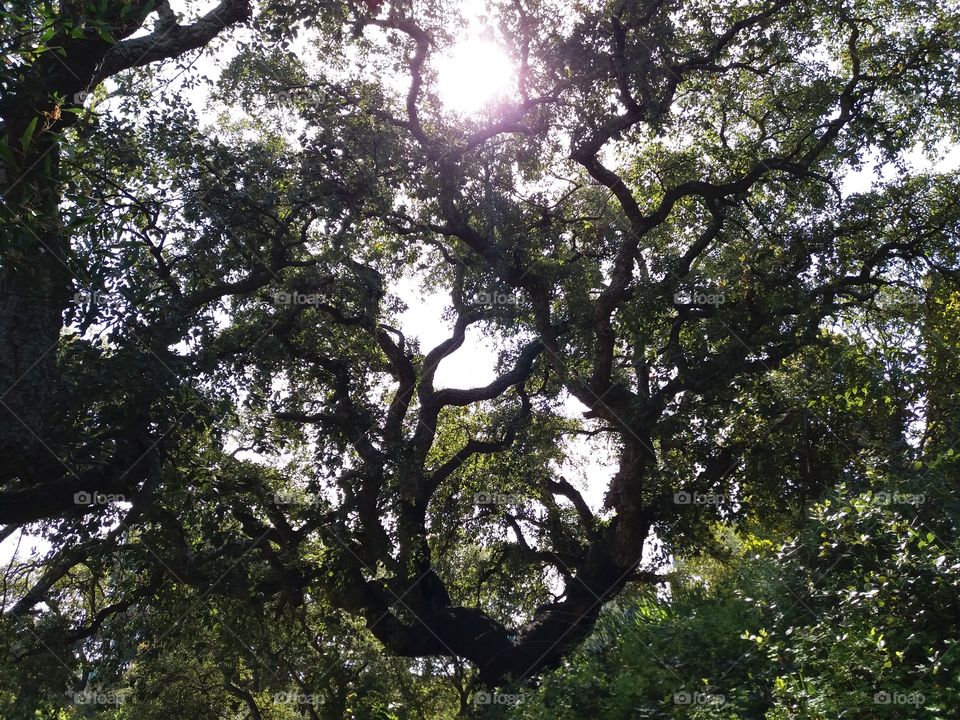 Ancient cork oak