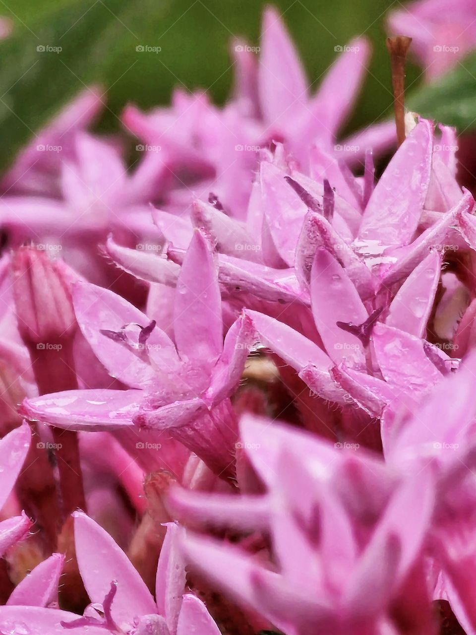 Barbie pink flowers