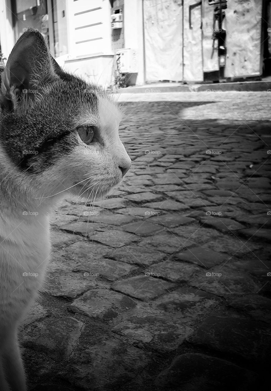 Cat on the street