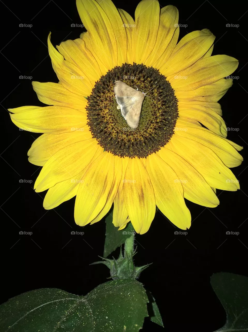 Sunflower and night butterfly 