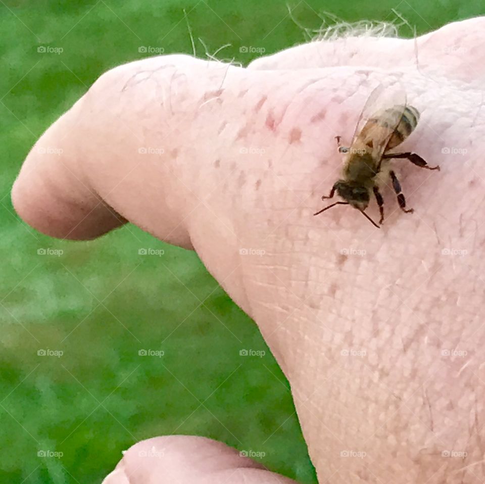 Bee on my hand 3