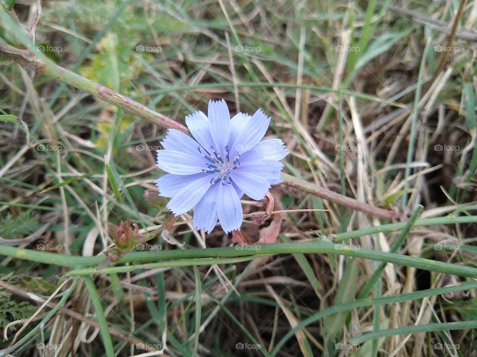 flower in the grass