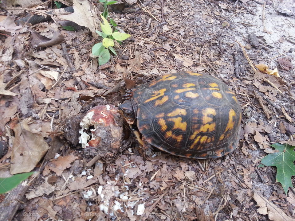 Turtle eating mushroom