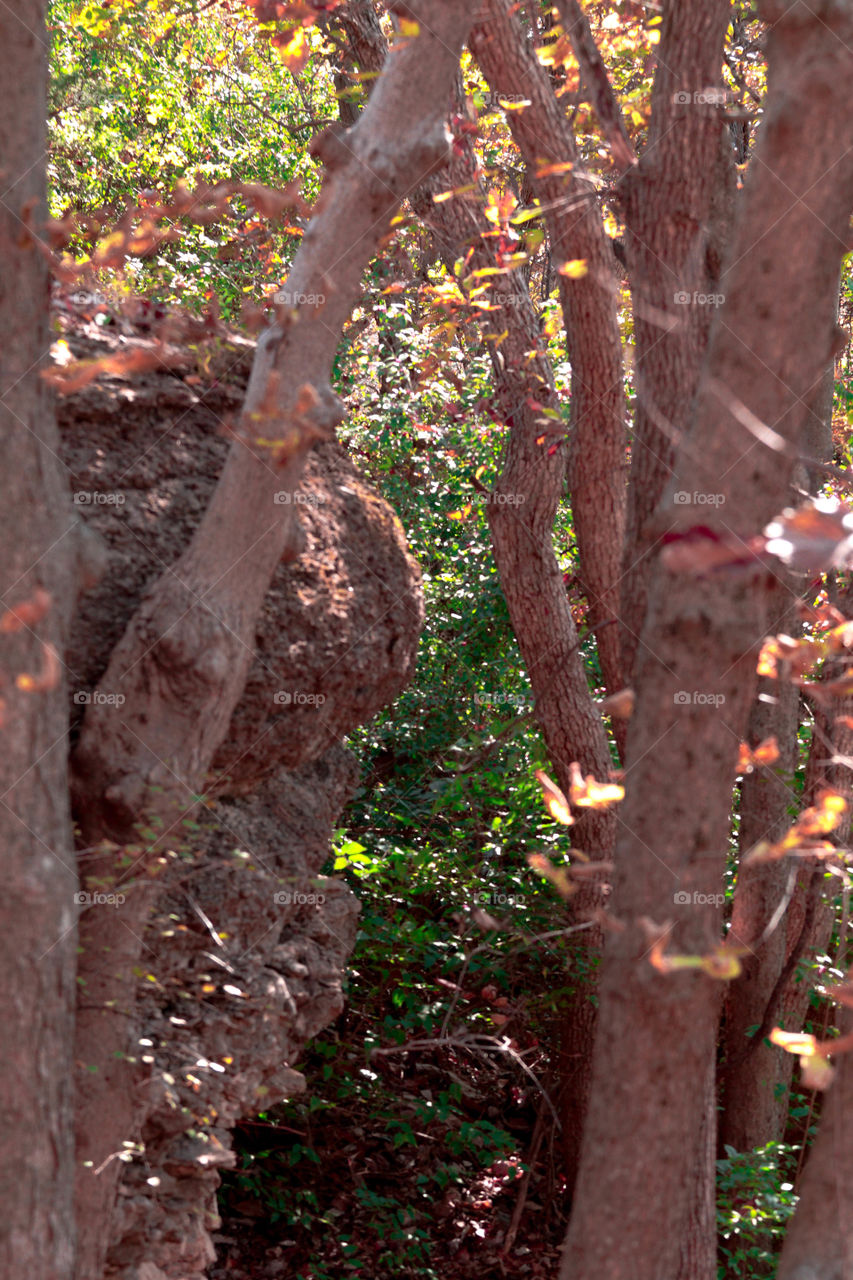 tree's next to a cliff