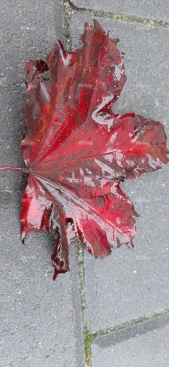 red leaf on pavement