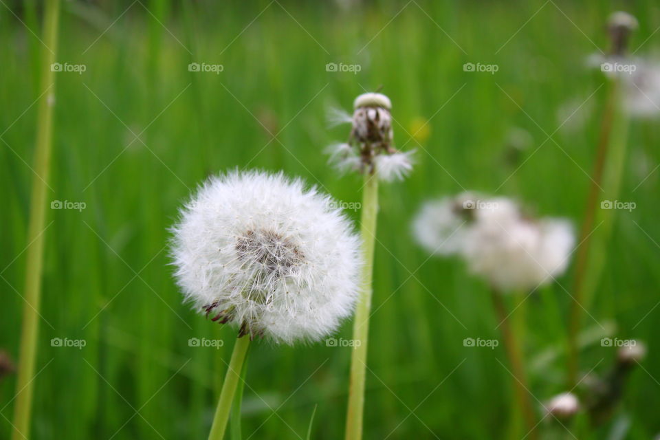 Pusteblume
