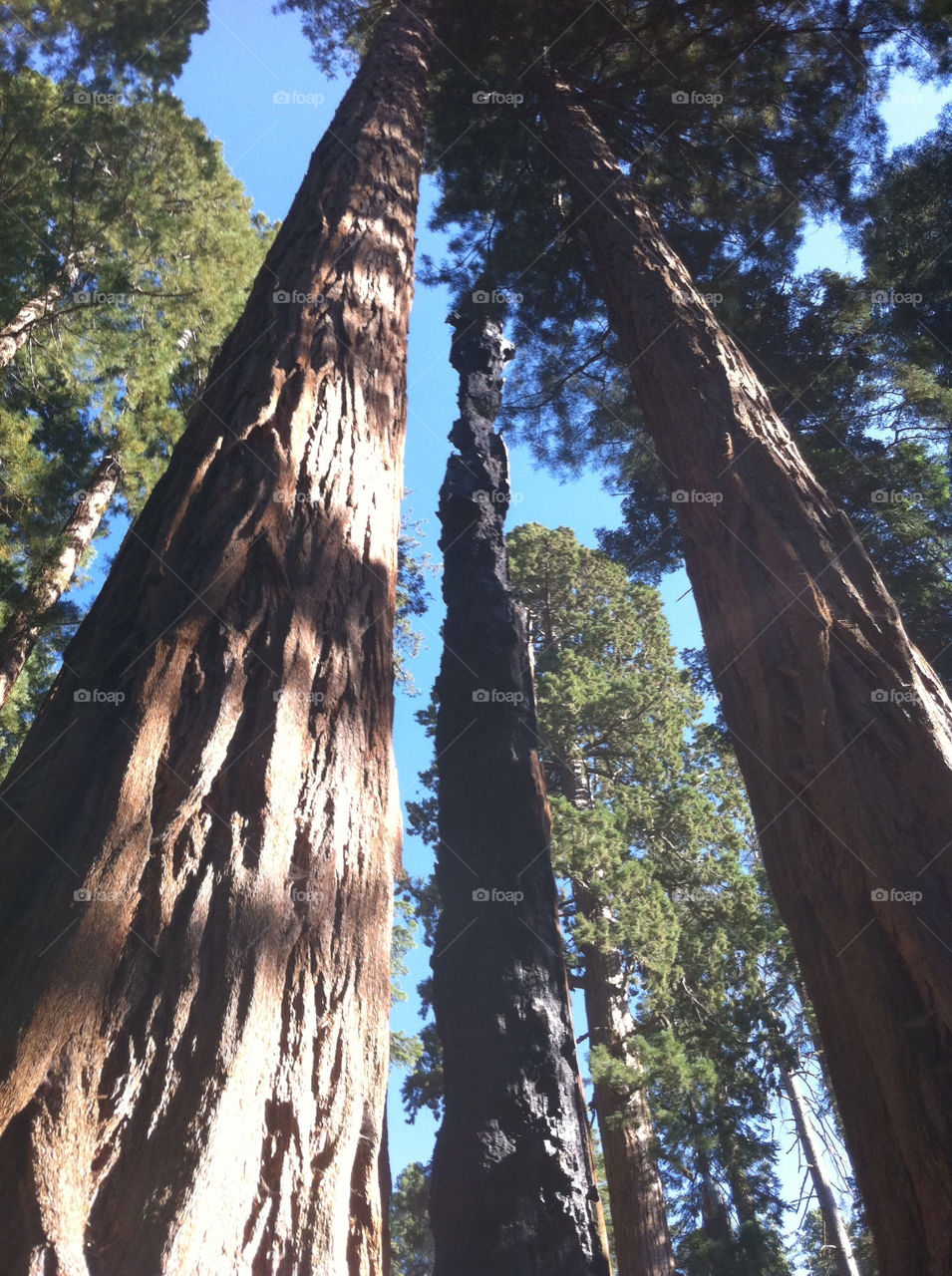 trees forest logs united states by sabont