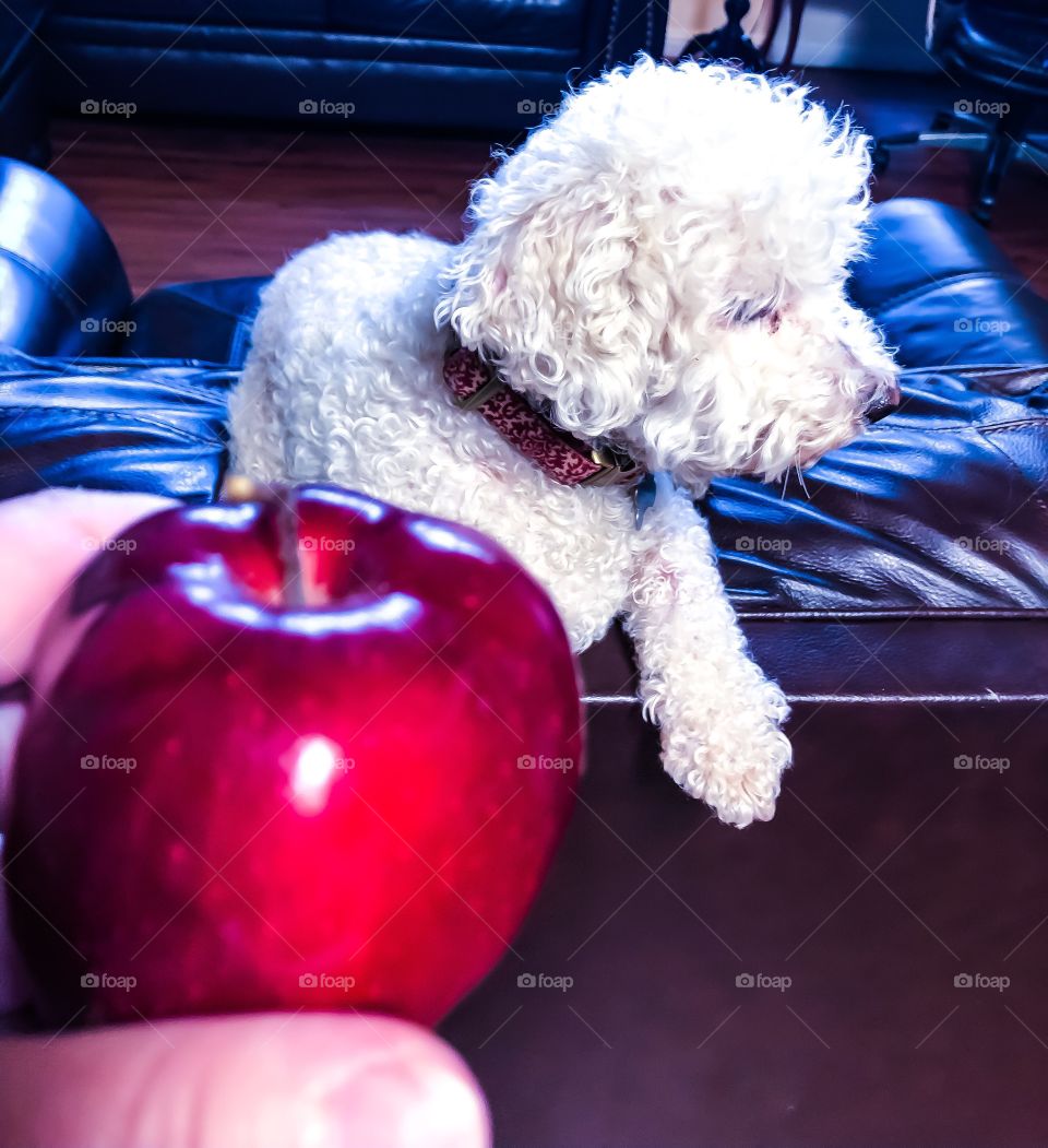 Contented dog and a juicy red apple.