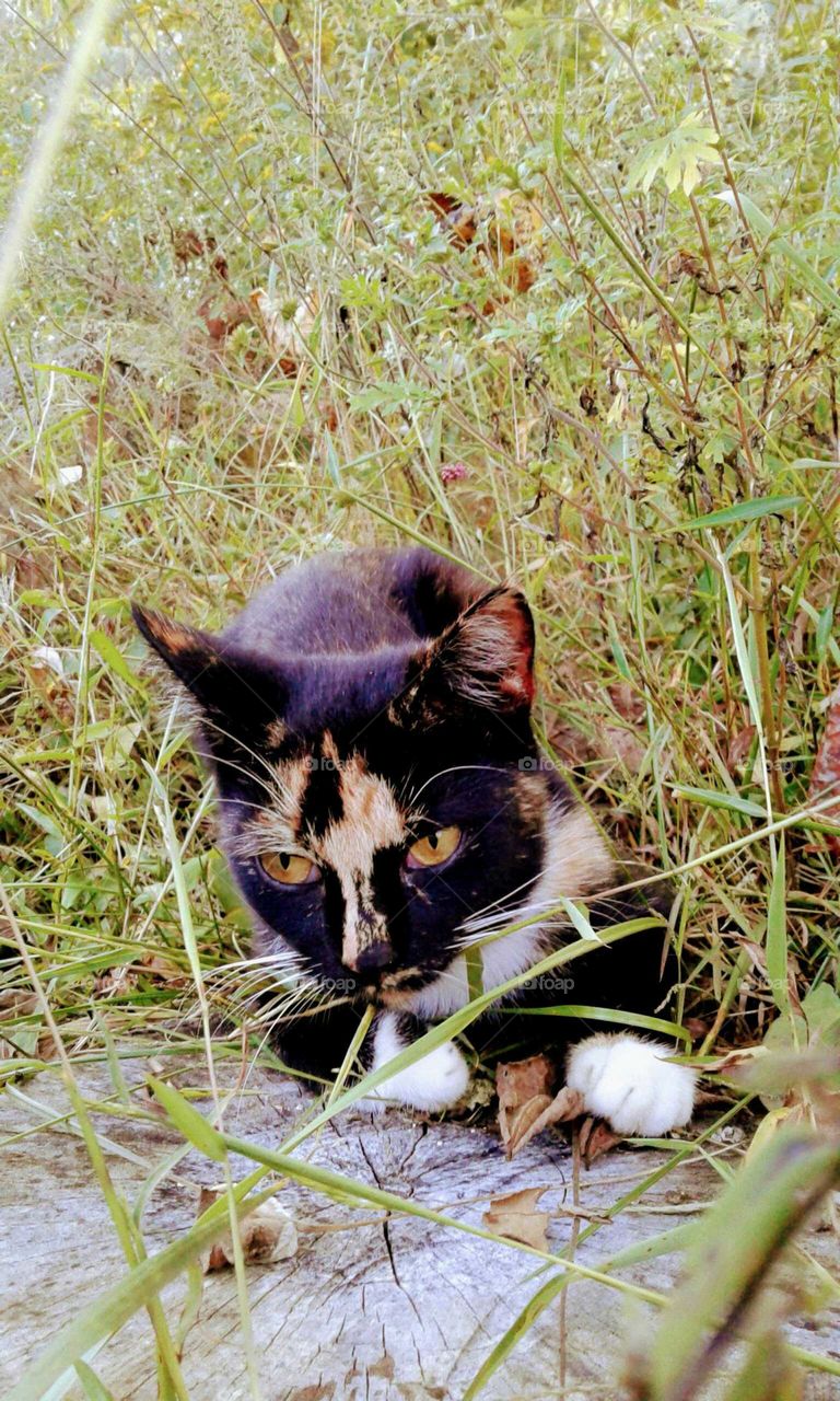 Calico