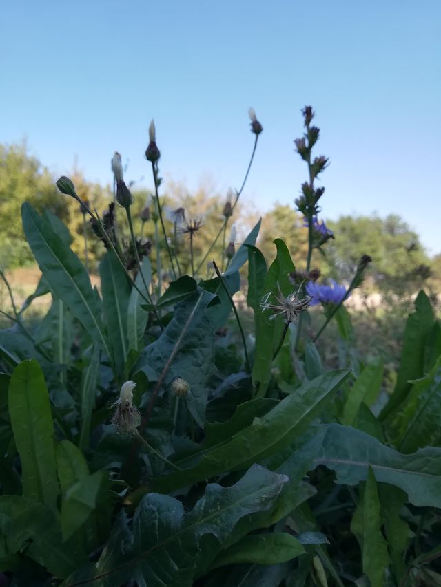 Nature