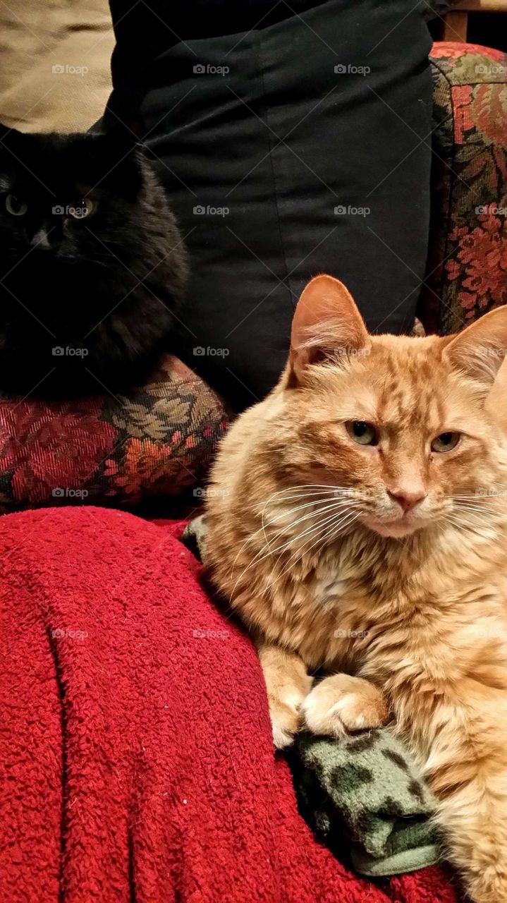 Two long-haired cats lying side by side, one orange looking at the camera and the other black