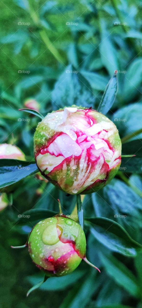 Beautiful bud of pion