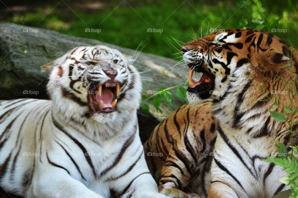 Tigers snarling at each other