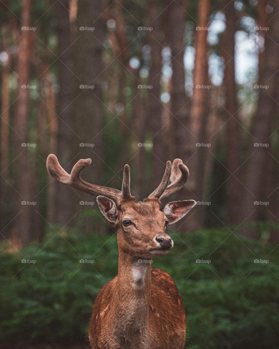 Nature and deer 🦌