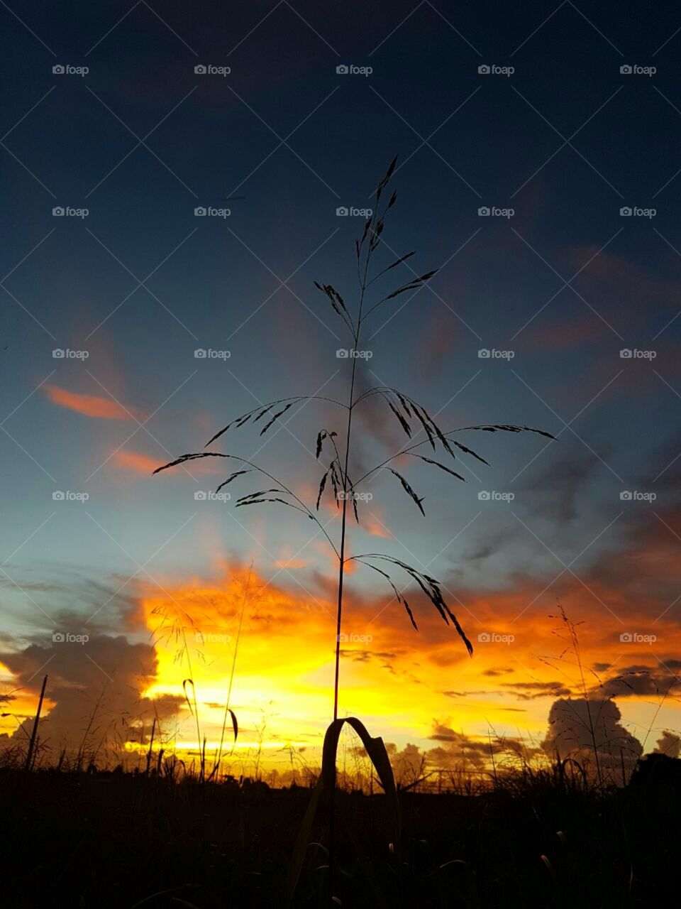 Wildflower silhouette