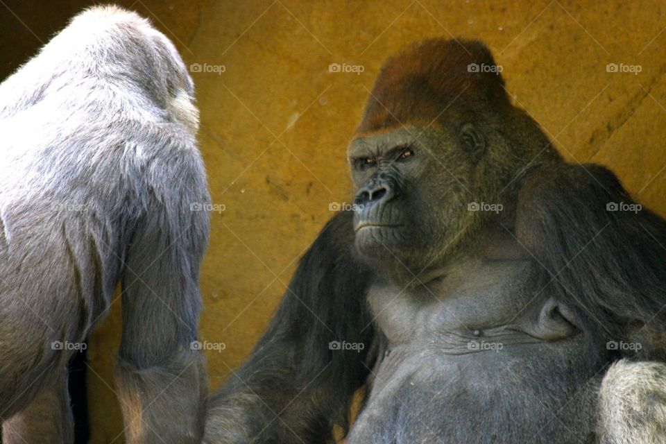 Silverback Gorilla
