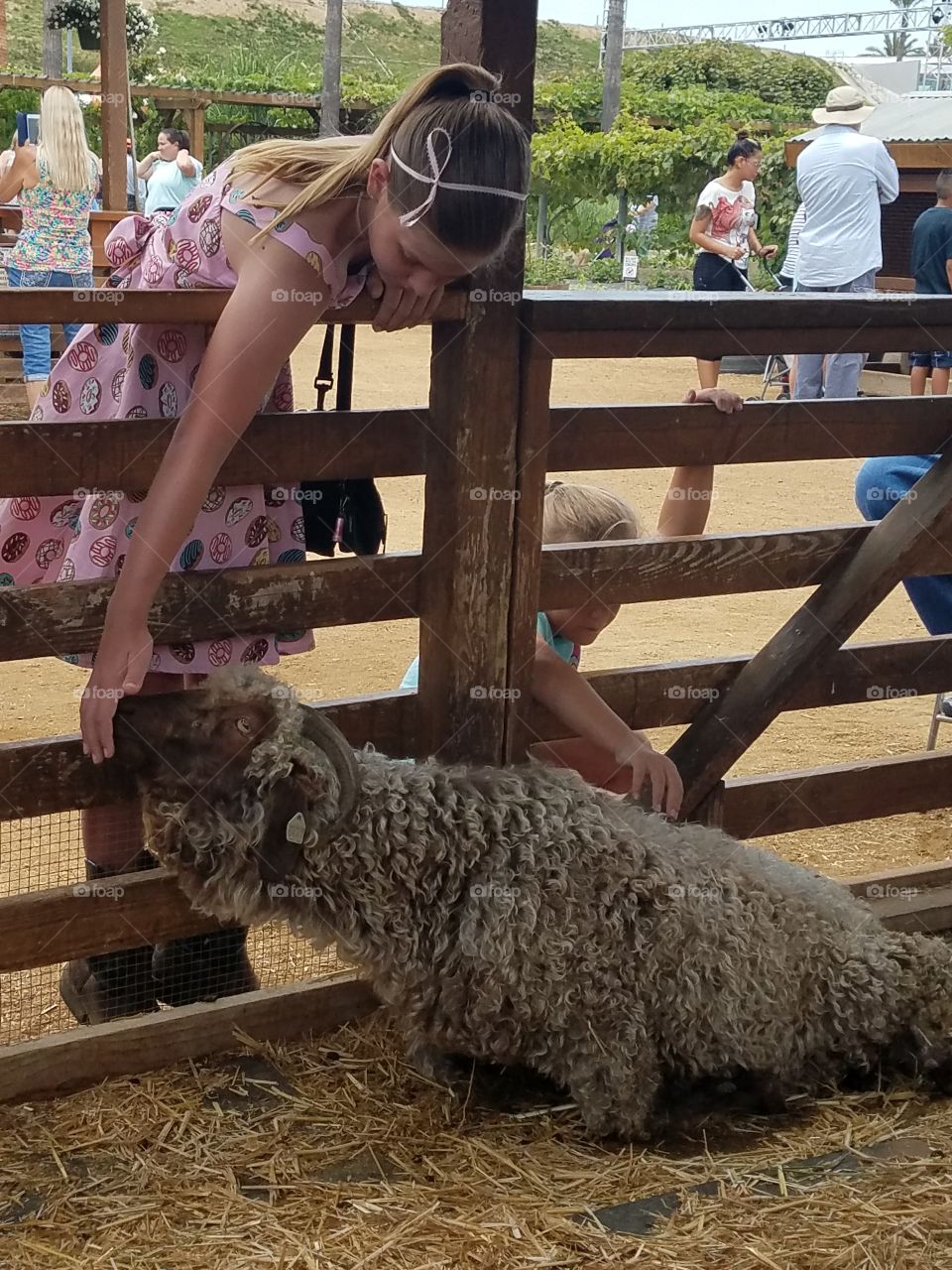 petting Livestock