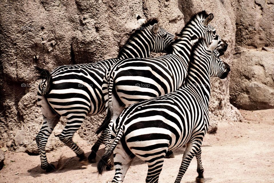 zebras