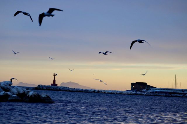 Seagulls flying over the sea at sunset