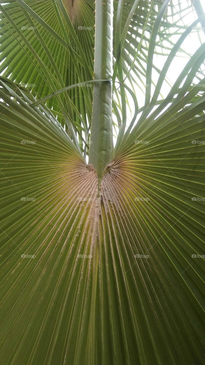 Beautiful leaves of a palm tree.