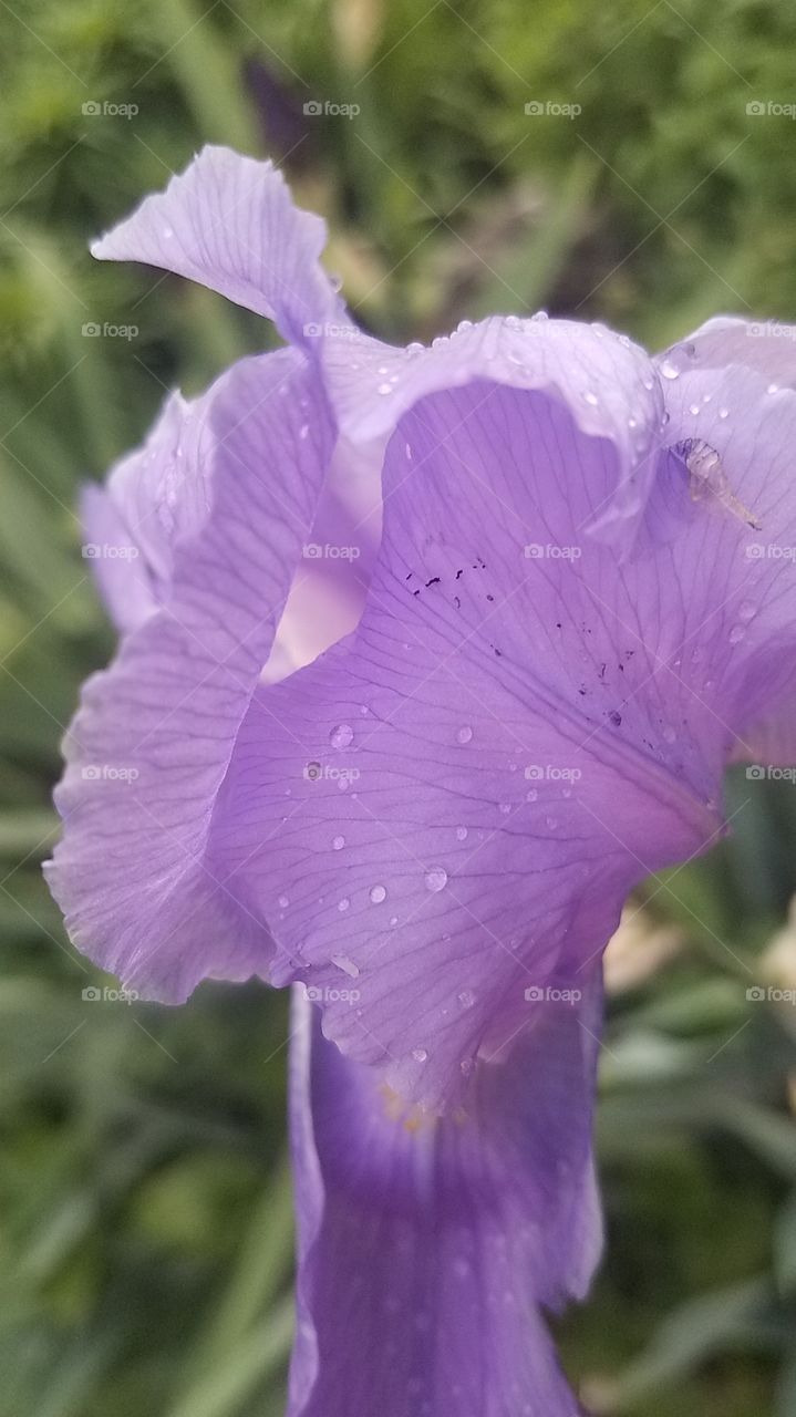 Grape Koolaid Iris