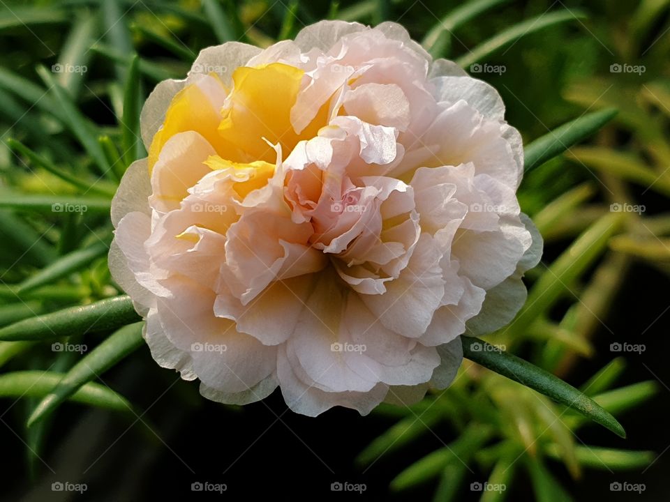 the portulaca grandiflora