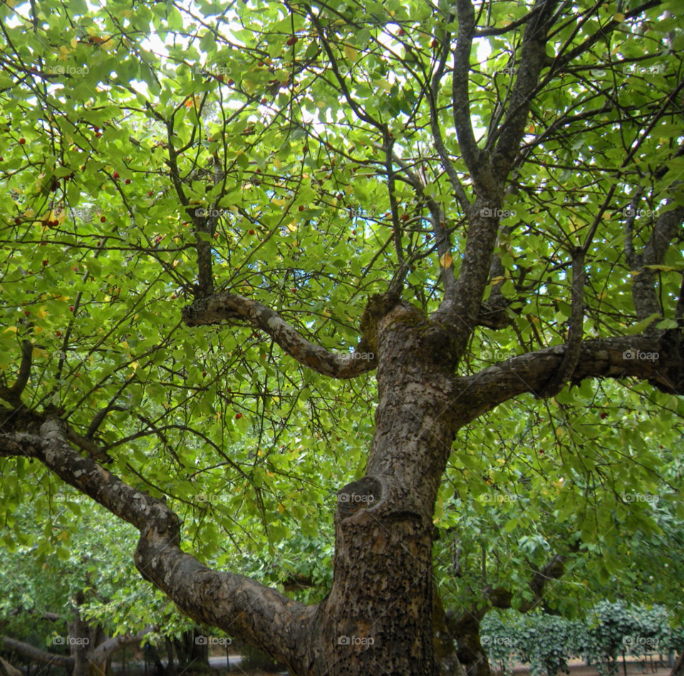 Blue Sky thru the Apple tree. park