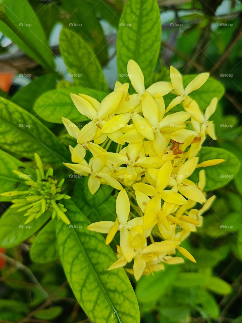 "Golden blooms, like whispers of sunlight, brightening the verdant embrace."